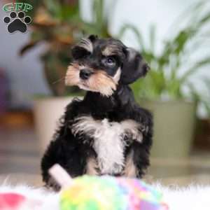 Noah, Miniature Schnauzer Puppy